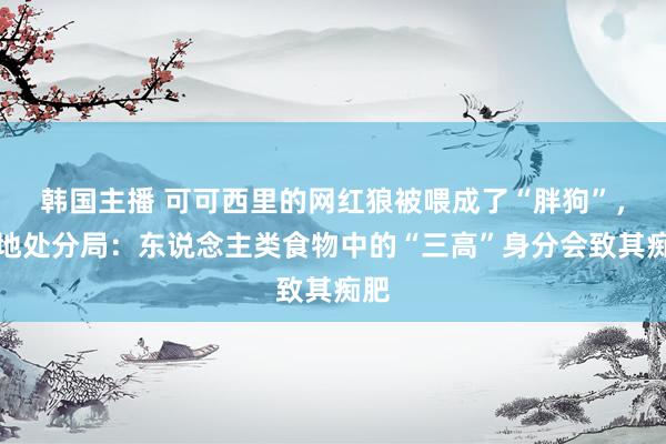 韩国主播 可可西里的网红狼被喂成了“胖狗”，当地处分局：东说念主类食物中的“三高”身分会致其痴肥